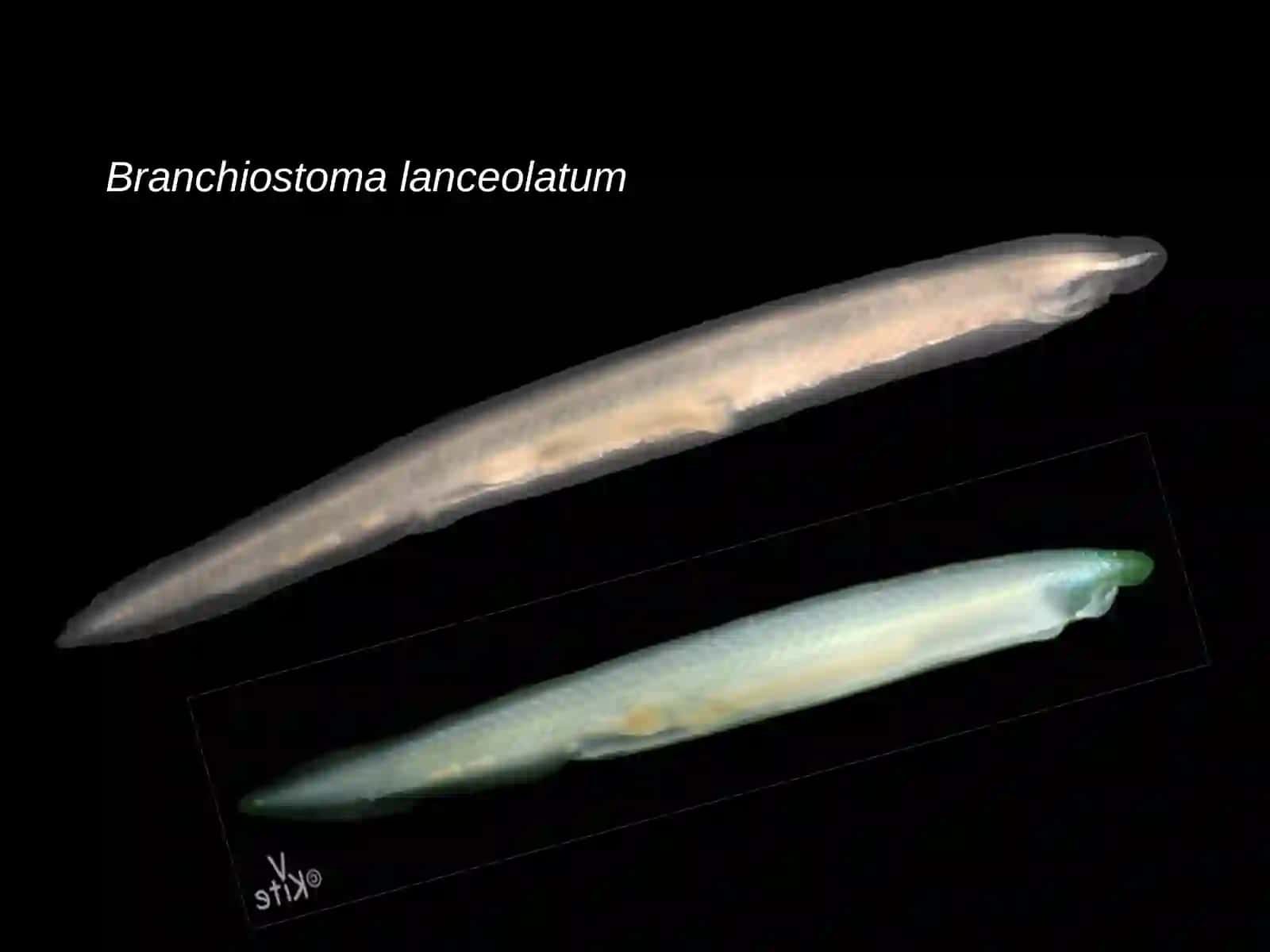 Ланцетник –BRANCHIOSTOMA LANCEOLATUM 3