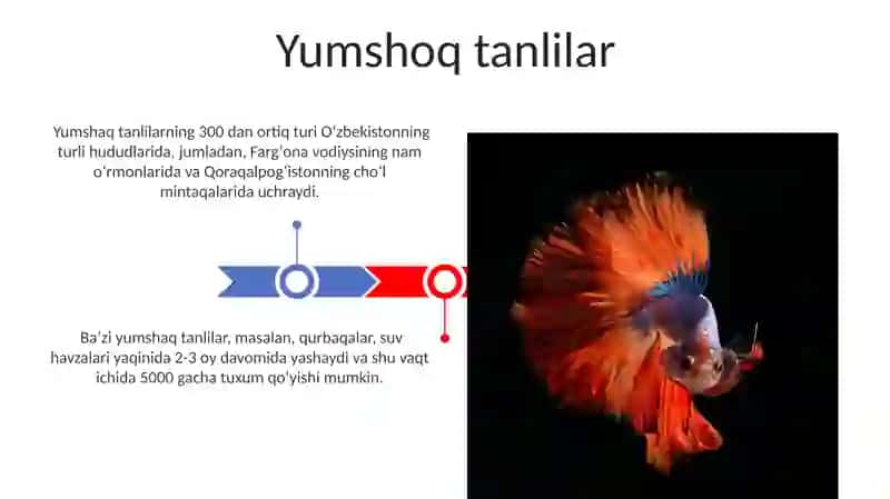 Yumshaq tanlilar 3