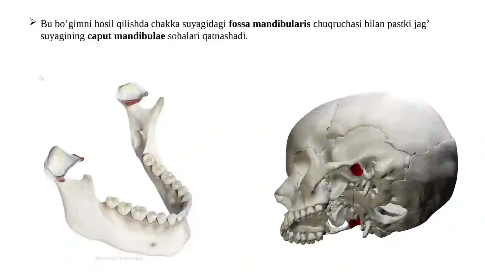 Chakka pastki jag bogiminimg tuzilishi 3
