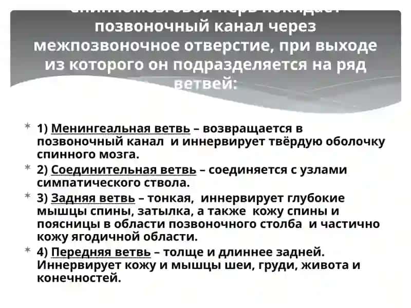 Спинномозговые нервы 3