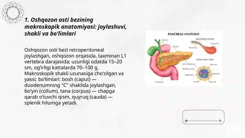 Oshqozon osti bezi anatomiyasi 3