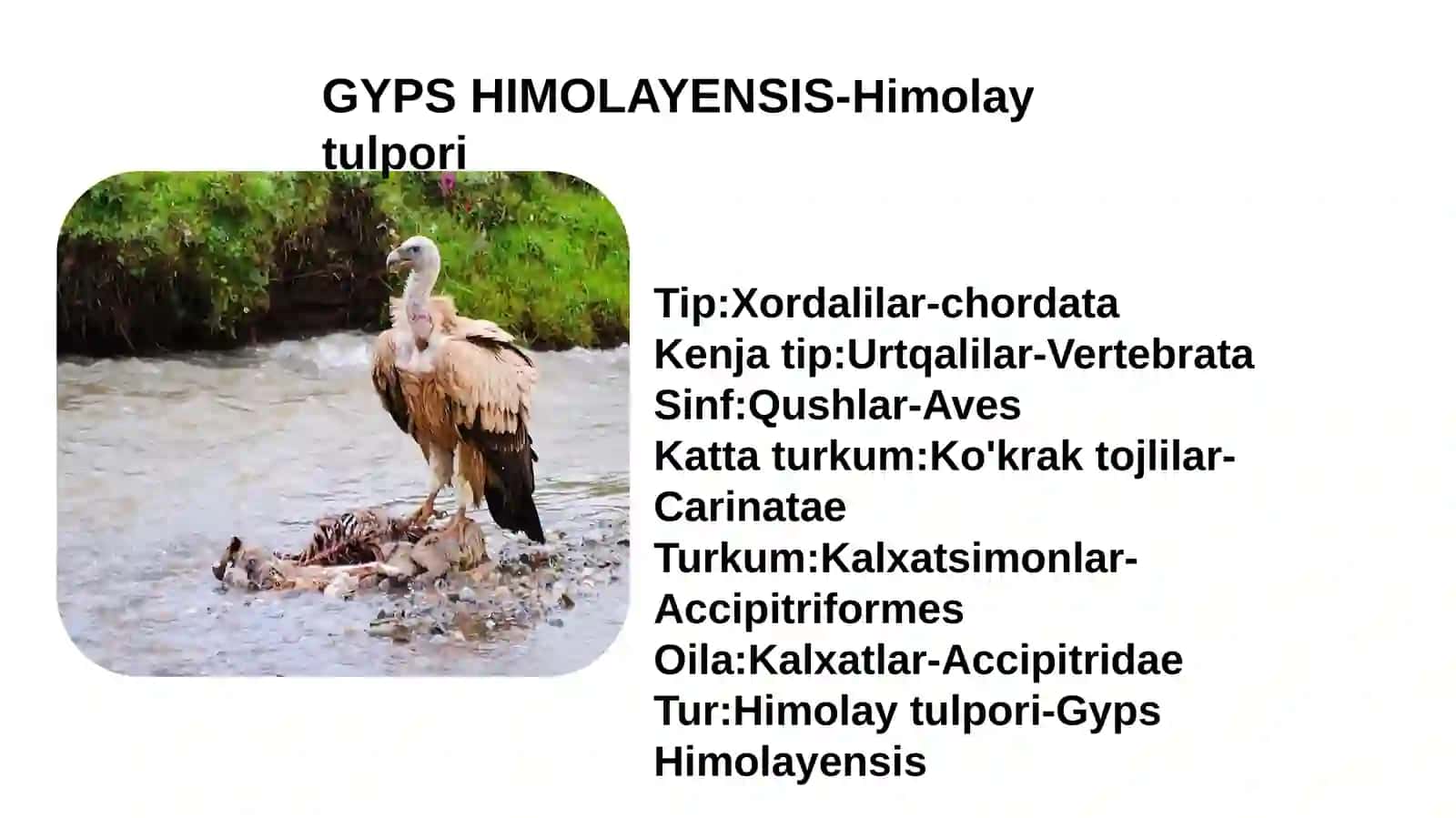 Yagonalochin (Falco cherrug) 3