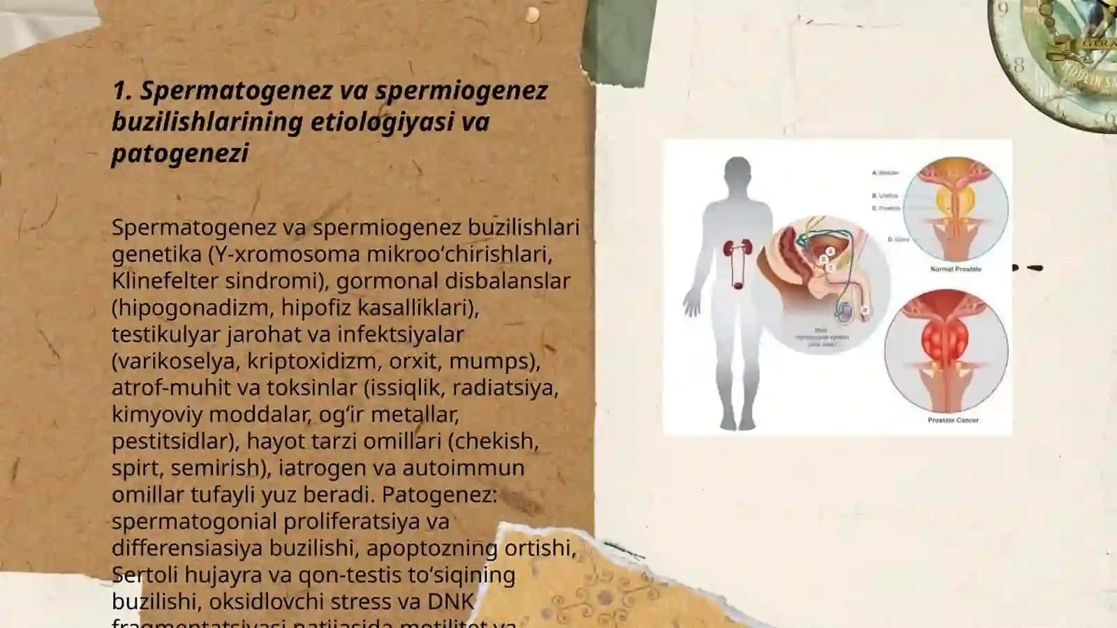 Erkaklar bepushtligi etiologiyasi patogenezi 3