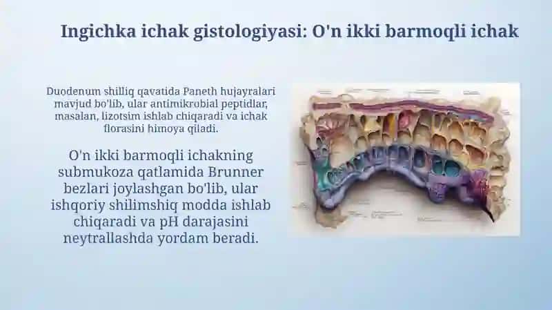 Hazm sistemasi gistalogiyasi 3