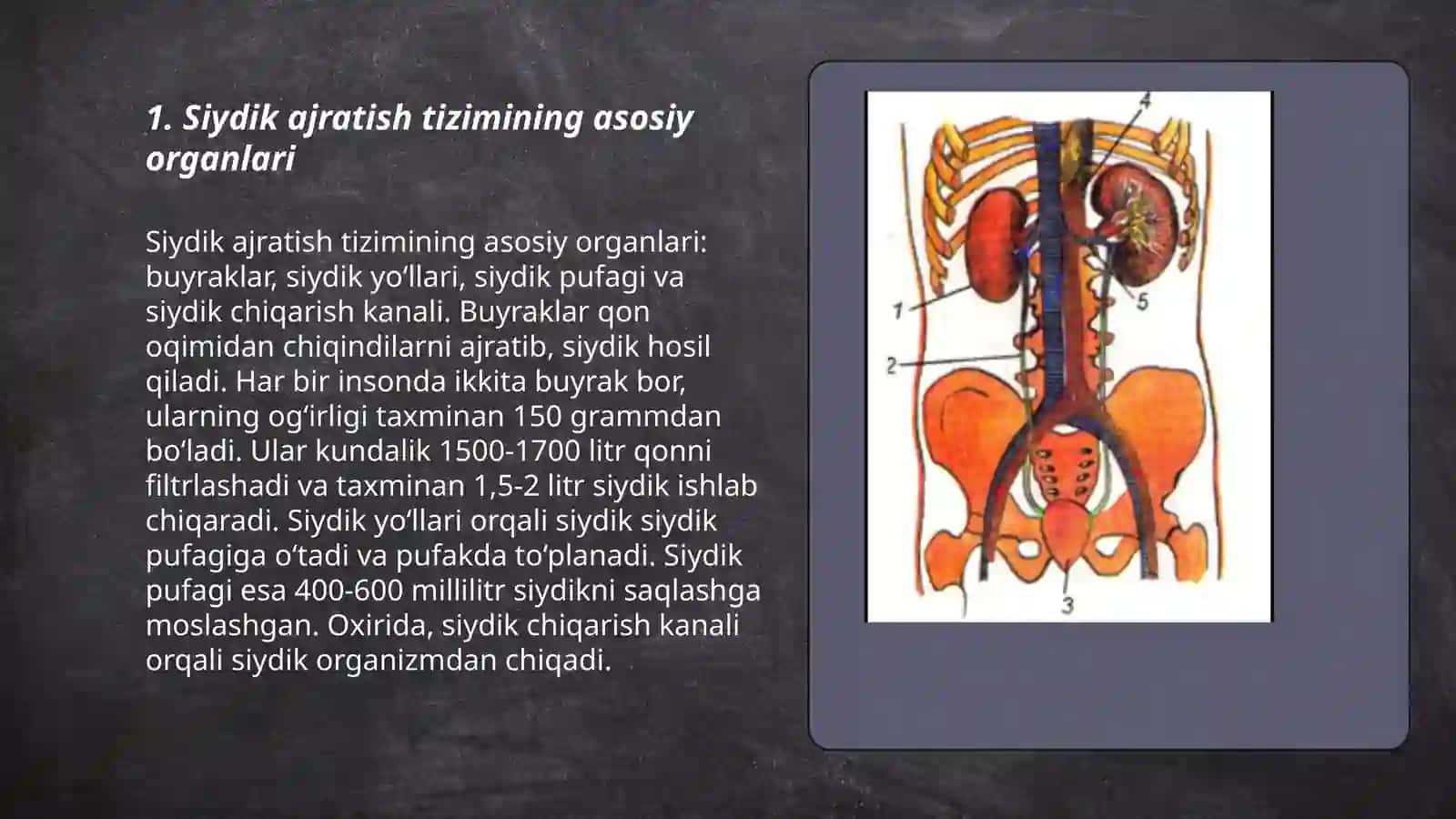 Siydik ajratish a'zolari tizimi 3