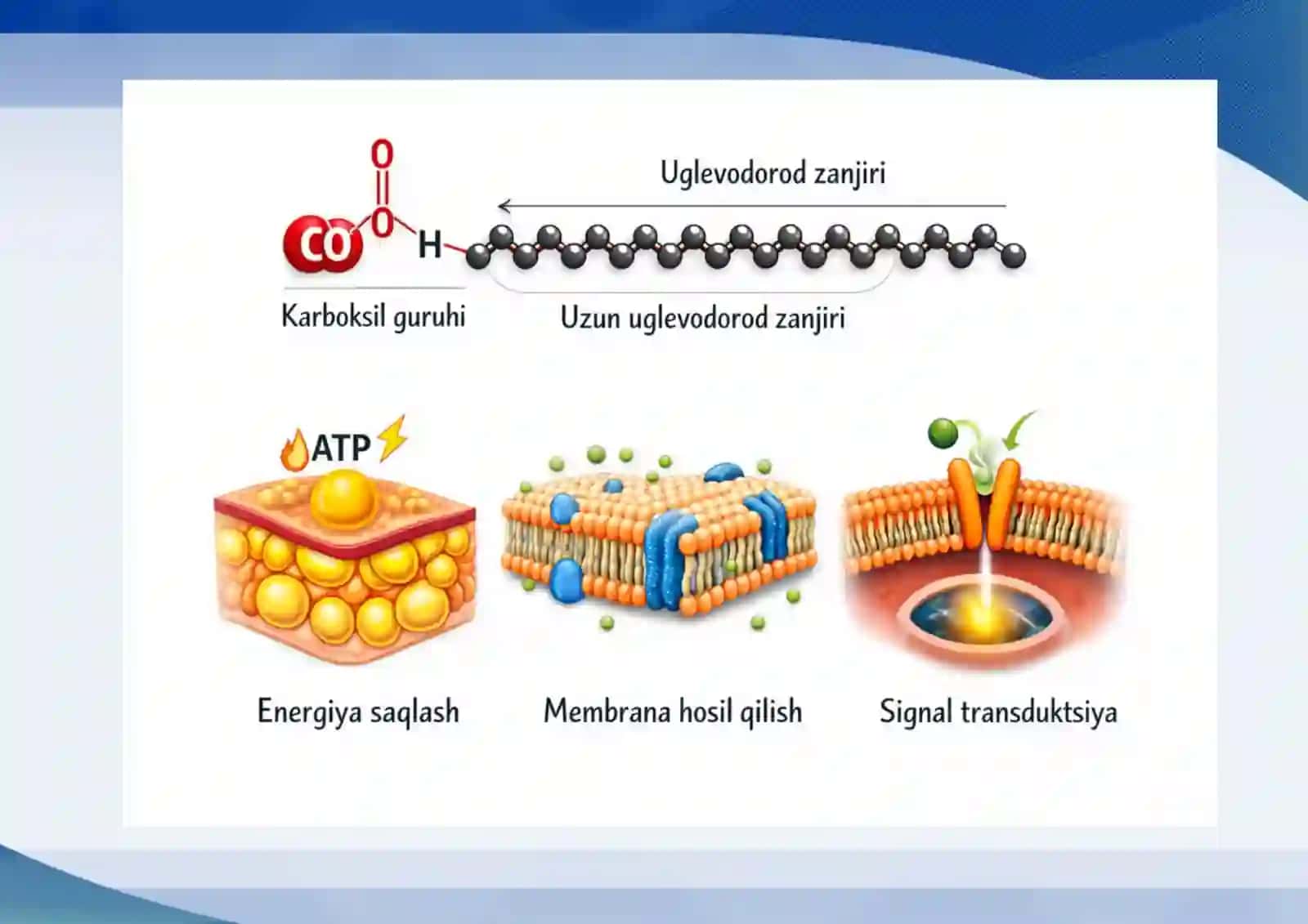 Lipidlarning tuzilishi va membranalar. Lipidlar funksiyasi va metabolizmi yog‘ kislotalar va triatsilgliserol sintezi. Yog‘ kislotalarining oksidlanishi. Keton tanachalar sintezi va utilizatsiyasi 3