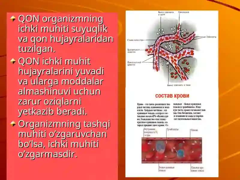 Qon ivish sxemasi 3