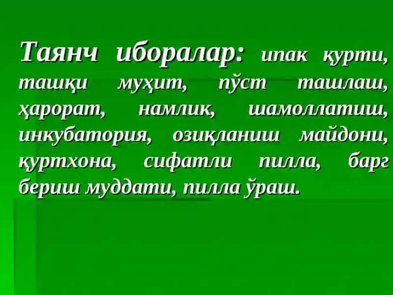 Ипак қуртини боқиш агротехникаси 3