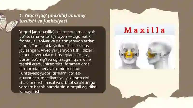 Kalla suyagining yuz qismi suyaklari 3