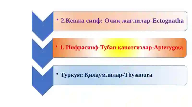 Ҳашаротлар классификацияси 3