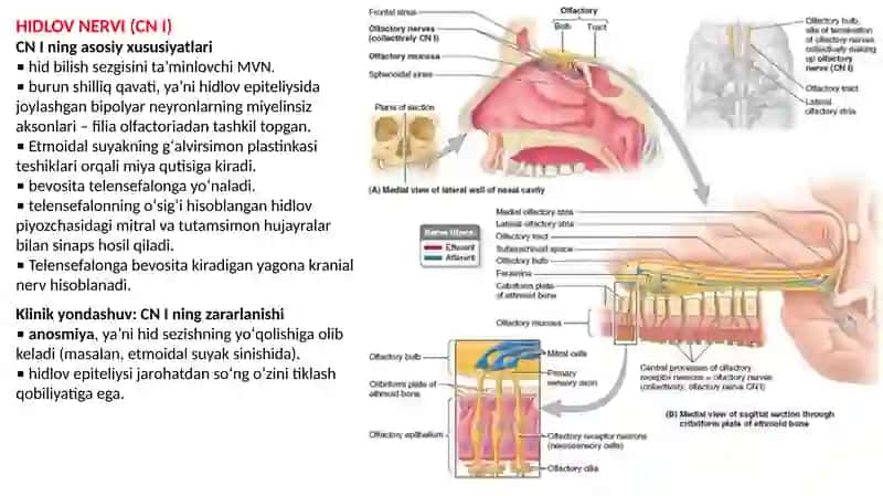 cranial nerv 3