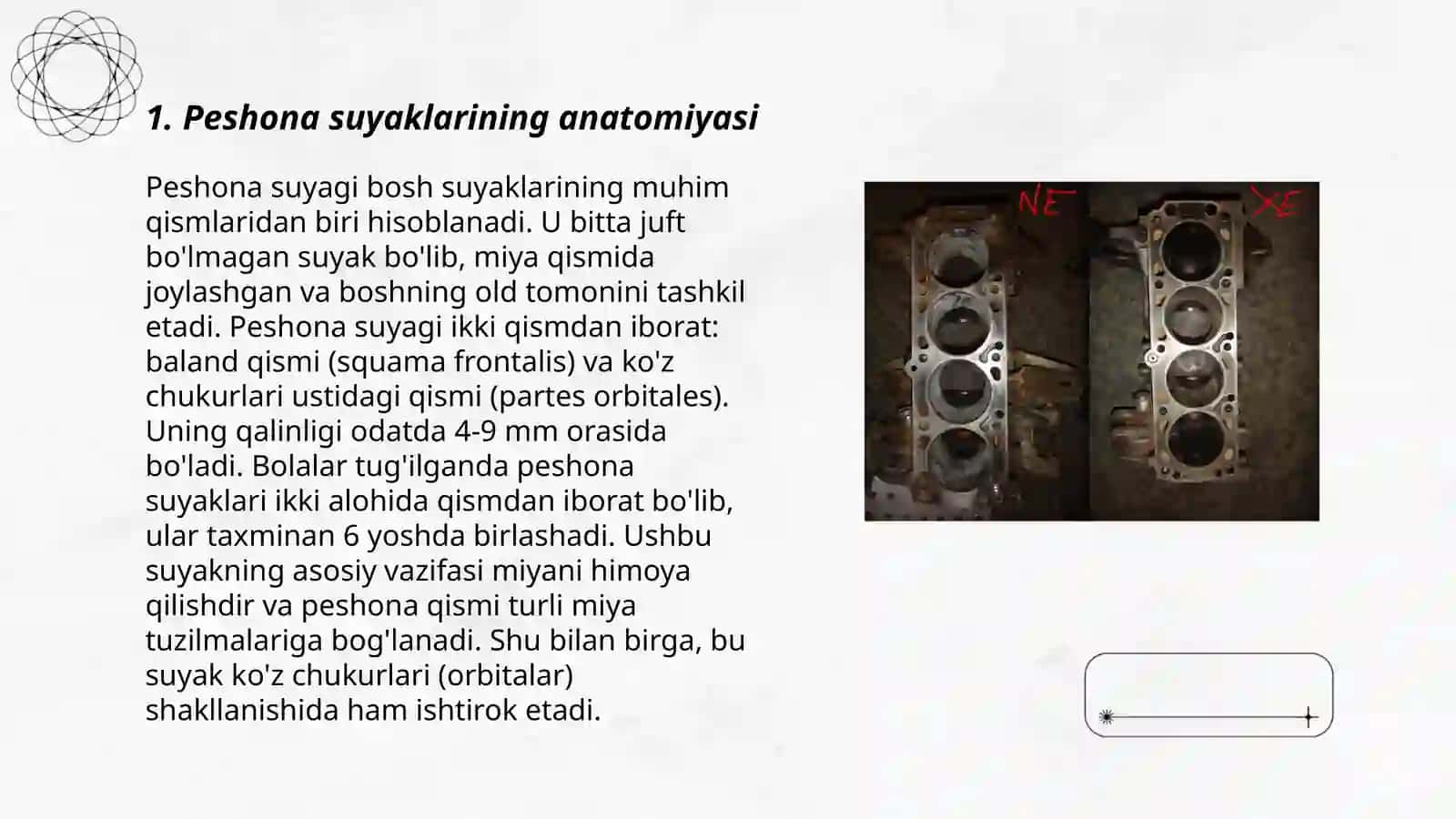 Peshona, tepa, ensa suyaklari 3