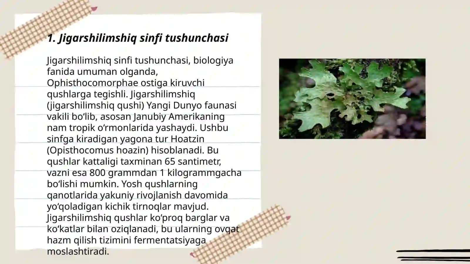 Jigarshilimshiq sinfi tushunchasi 3
