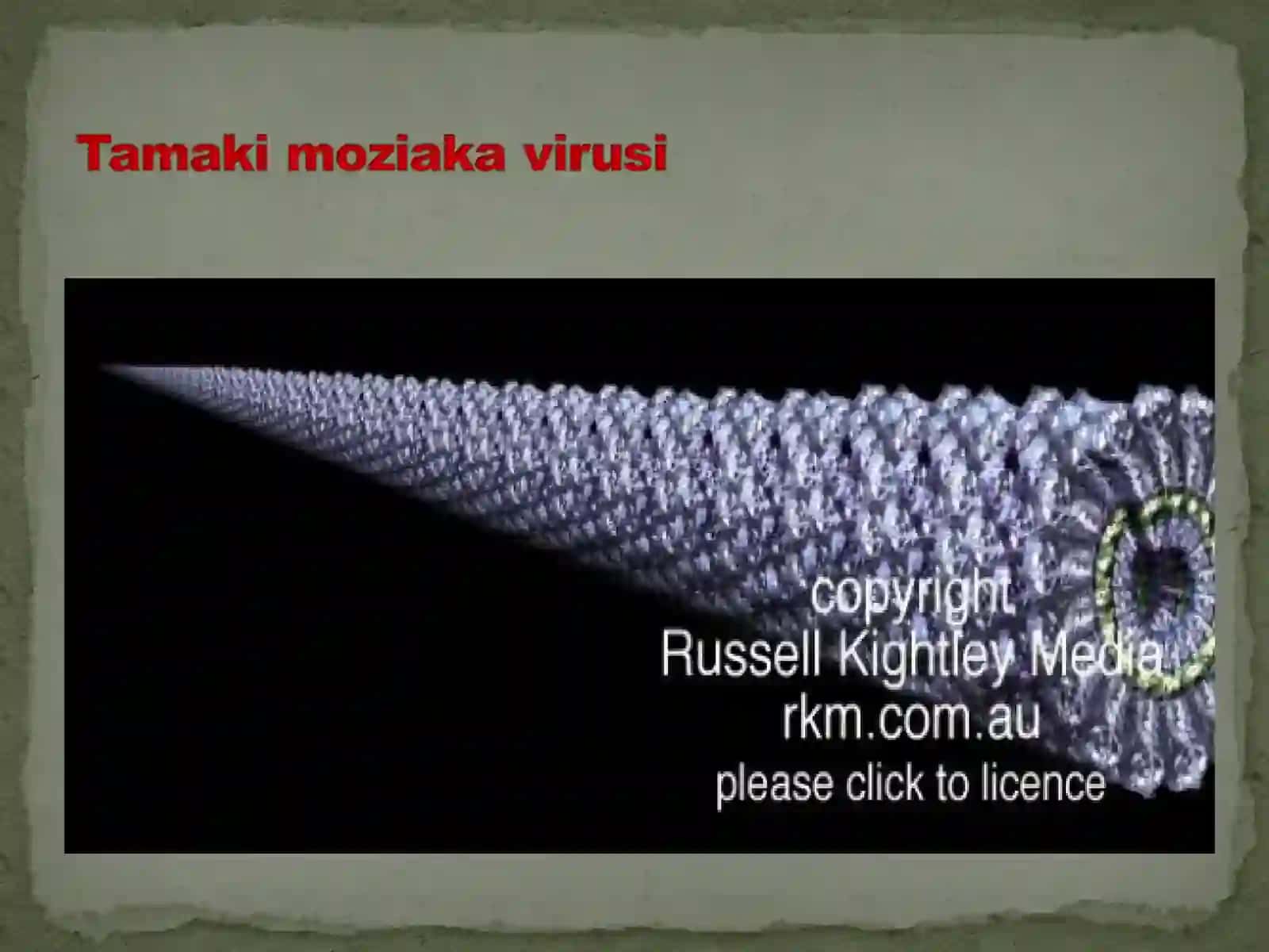 Viruslarning molekulyar biologik xususiyatlari 3