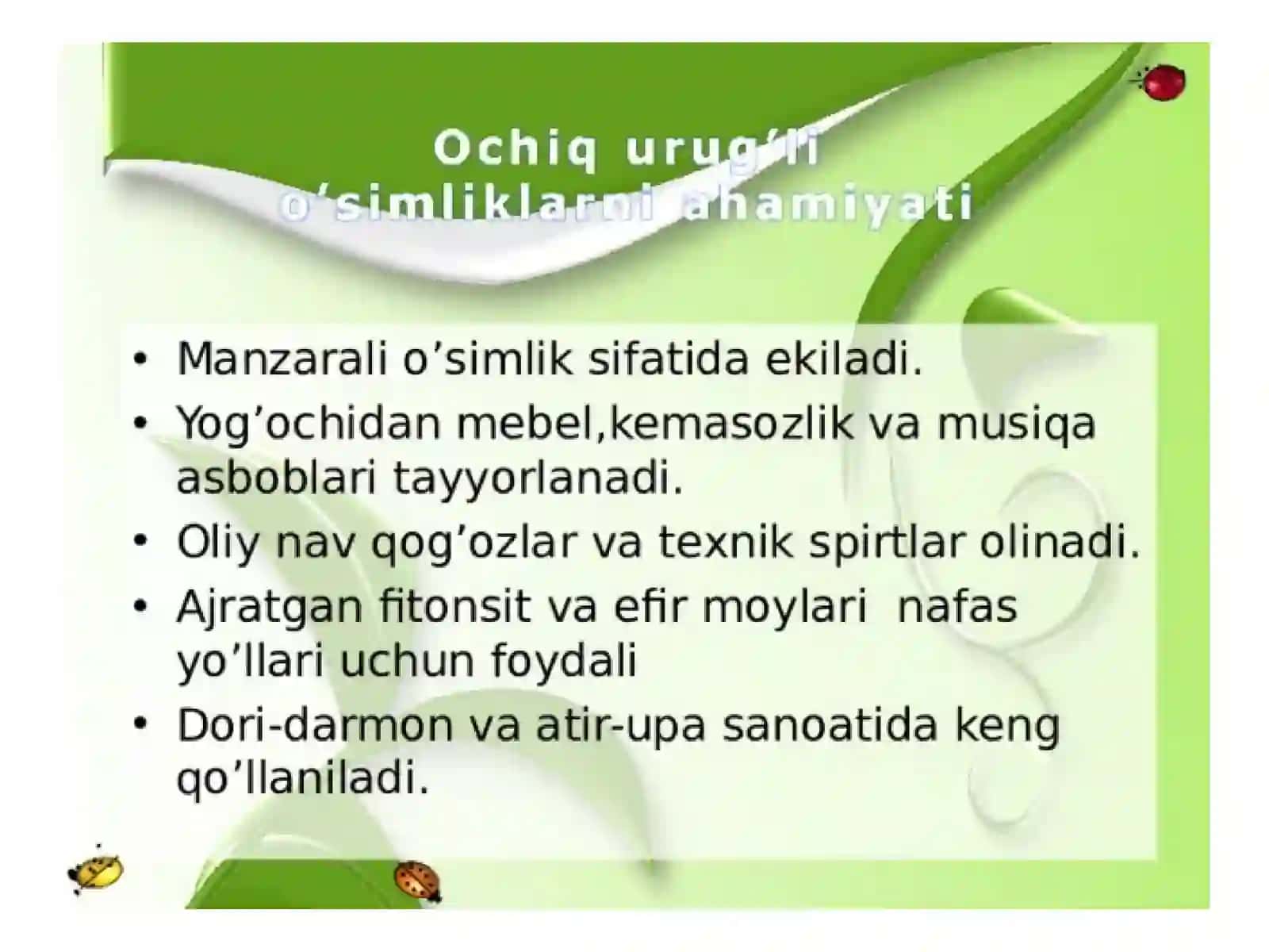 Ochiq urug'li o'simliklar 3