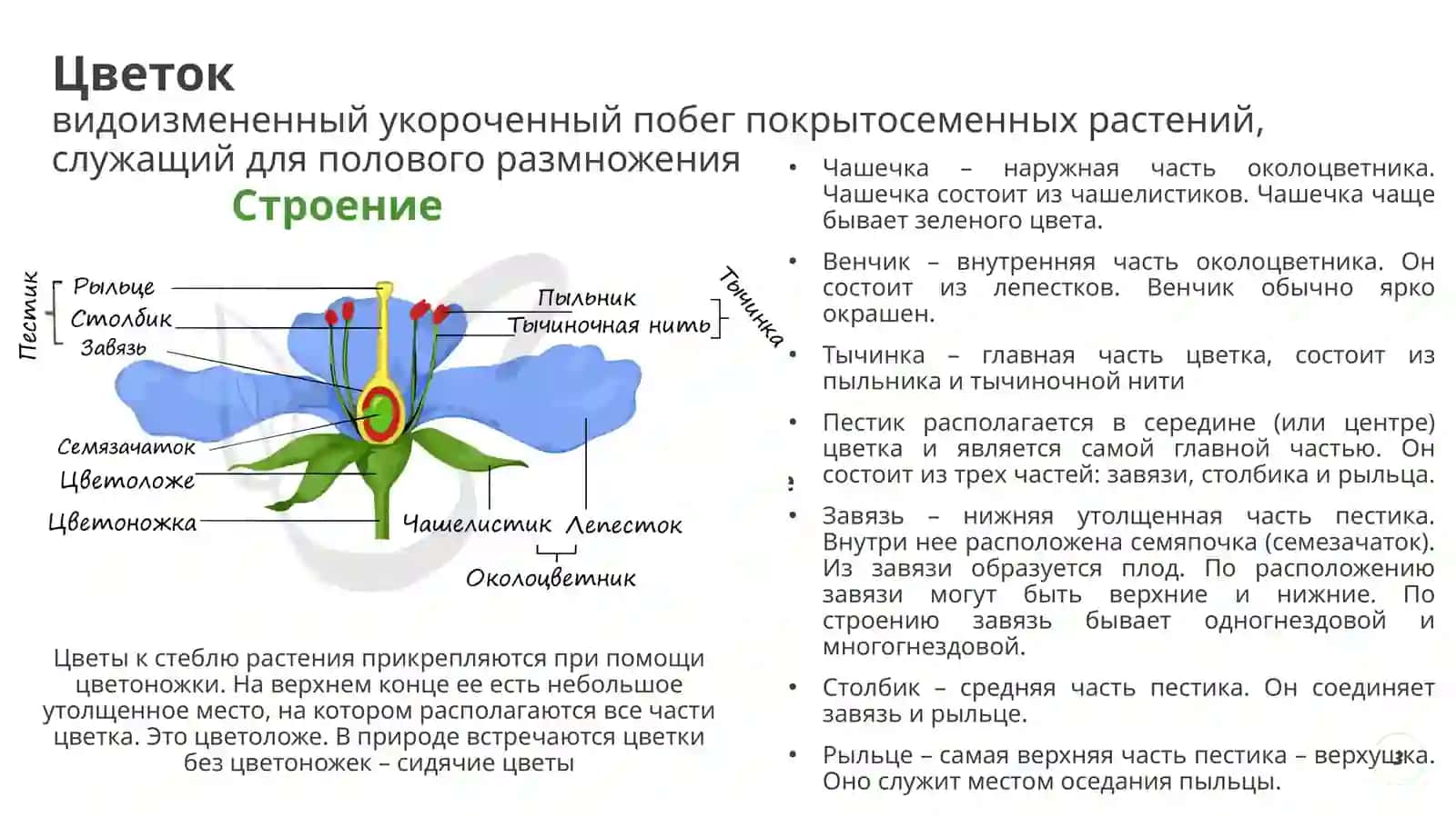ЧЕТВЕРТЫЙ РАЗДЕЛ БОТАНИКИ 3