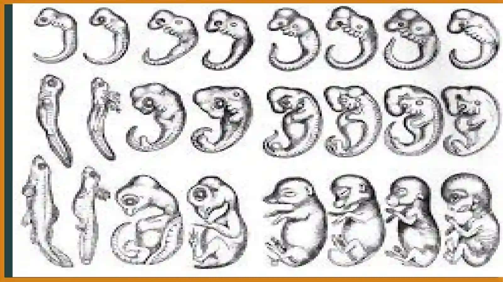 Ontogenez. Individual taraqqiyot 3