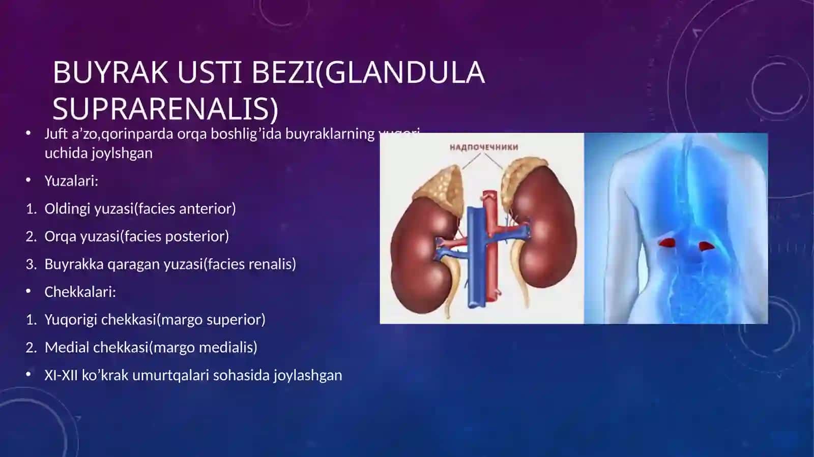 Buyrak ustibezining endokrin qismi 3
