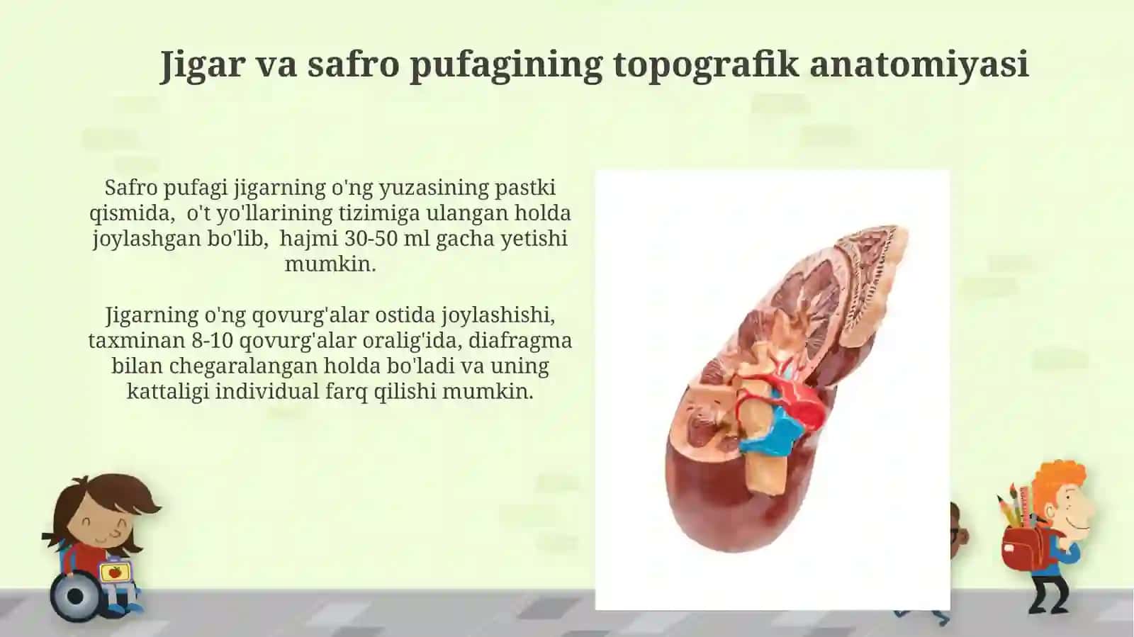 Jigar va o'tpufagianatomiyasi 3