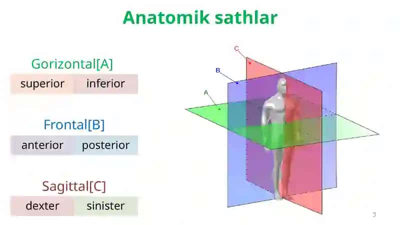 Anatomiya va Osteologiya 3
