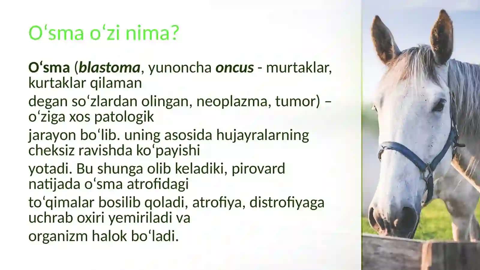 Xavfsiz o‘smalar (Taqdimot) 3