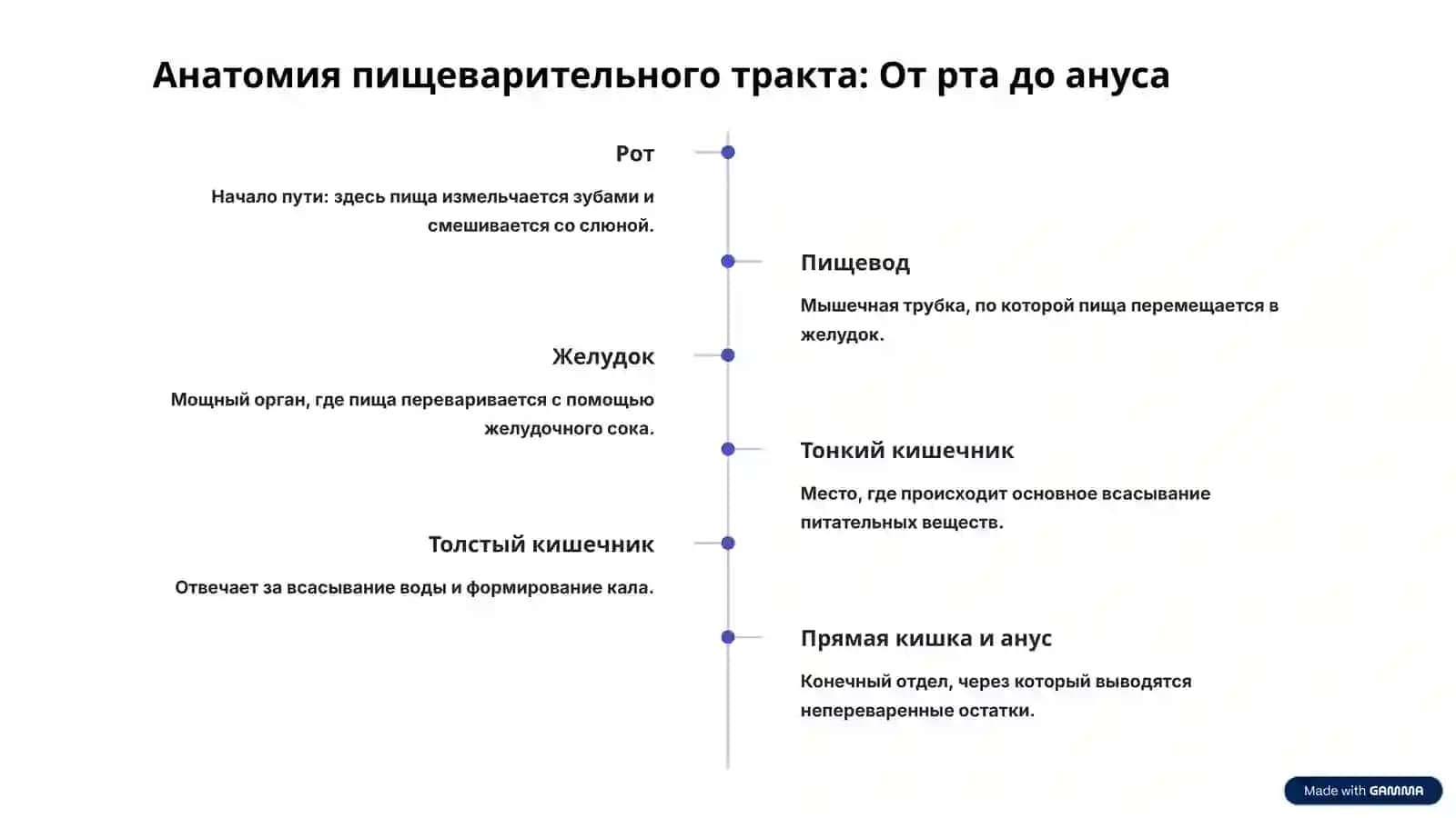 Пищеварительная система человека: Ваш путь к здоровью 3