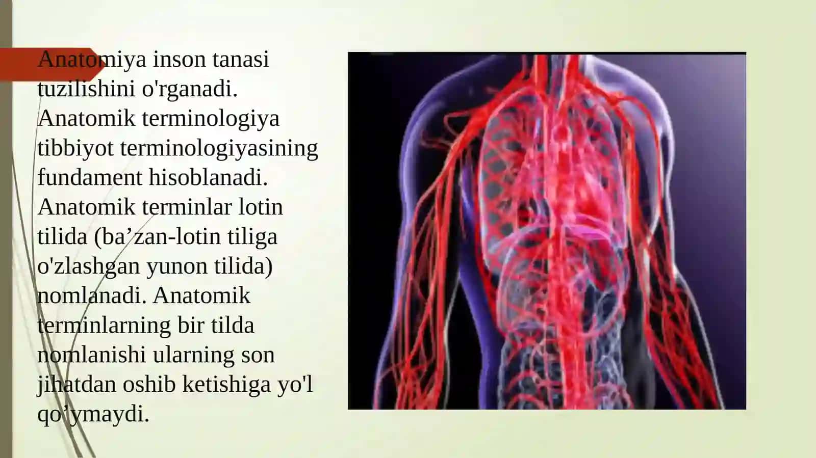Anatomik iboralarning tarjimasi 3