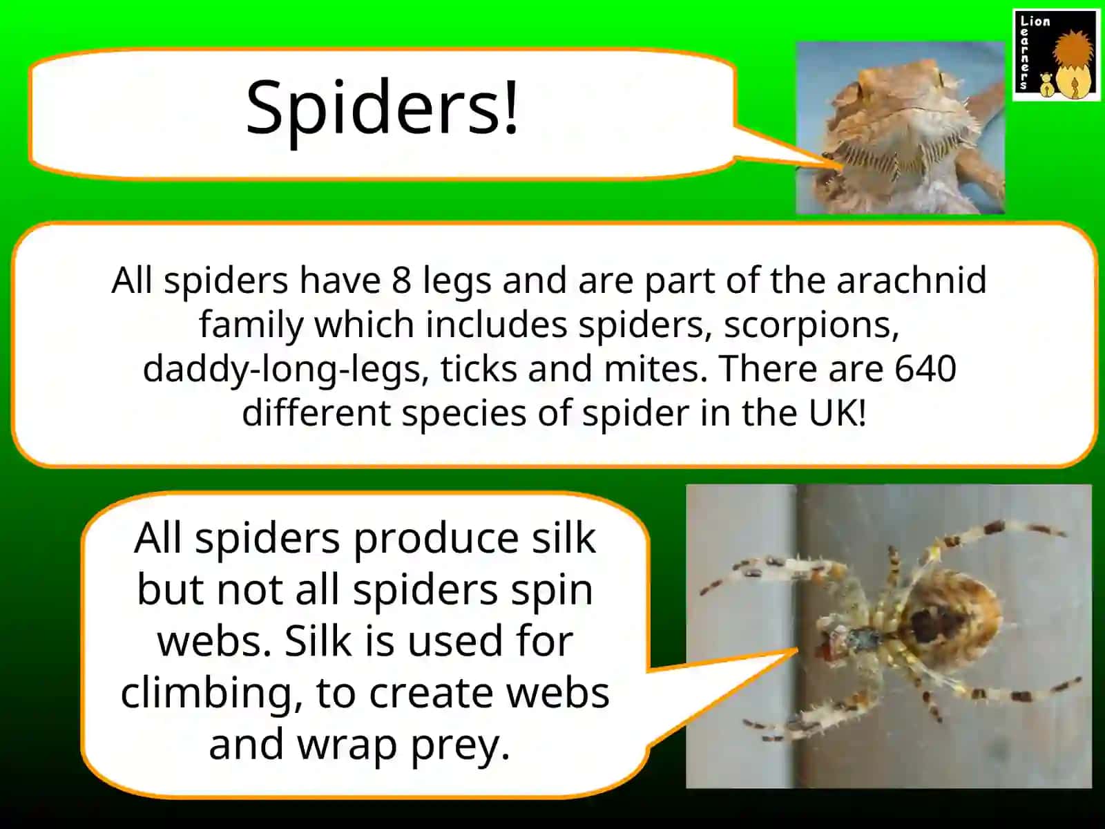 Spelling Spiders 3