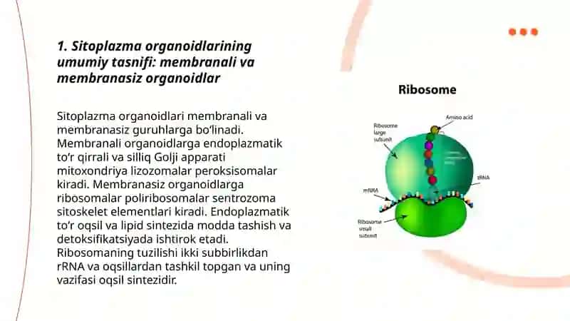 Sitoplazma Organoidlarining Klassifikatsiyasi 3