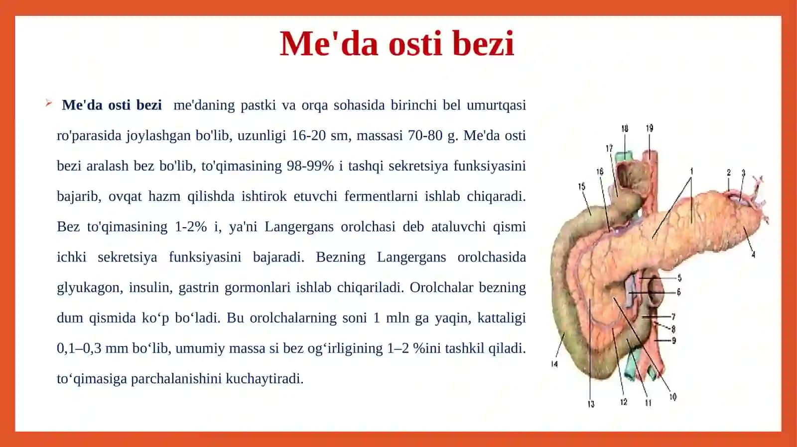 Me'da osti bezivaji jinsiy bezlar 3