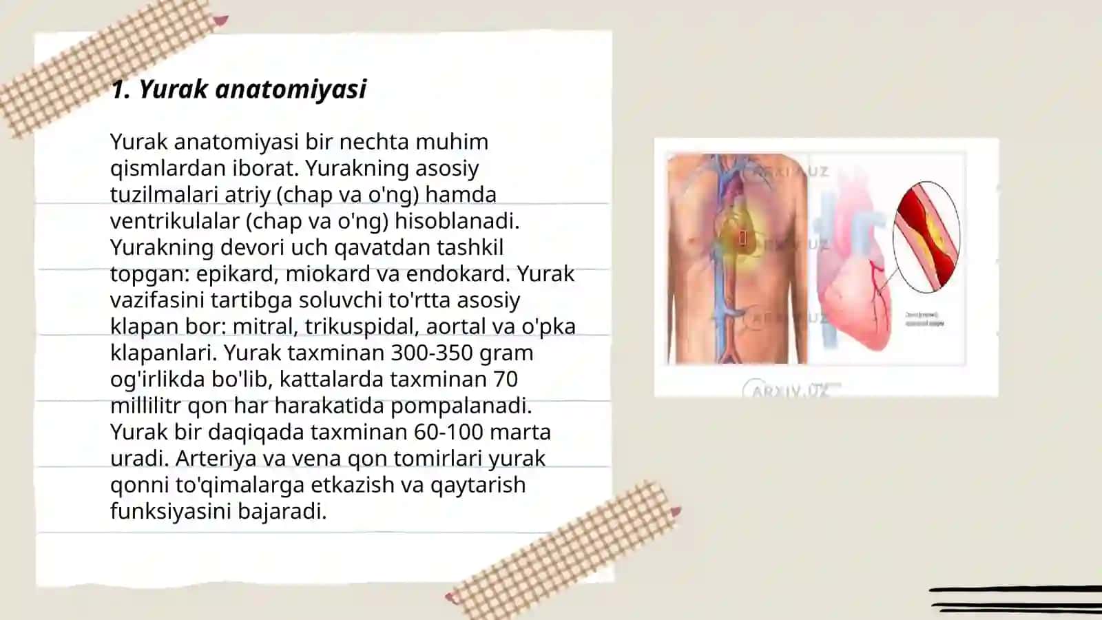 Yurak anatomiyasi Staniys tajribasi 3