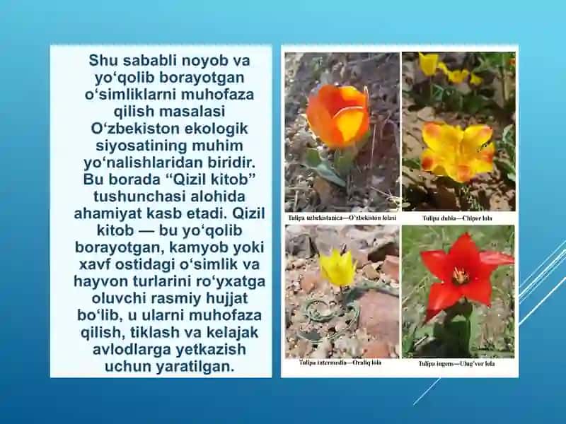 O‘ZBEKISTONNING NOYOB QIZIL KITOBGA KIRITILGAN O‘SIMLIKLARI 3