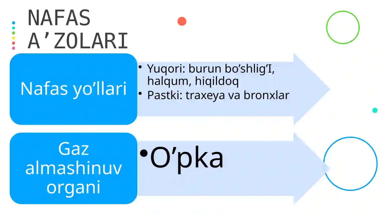 Systemarespiratoria 3