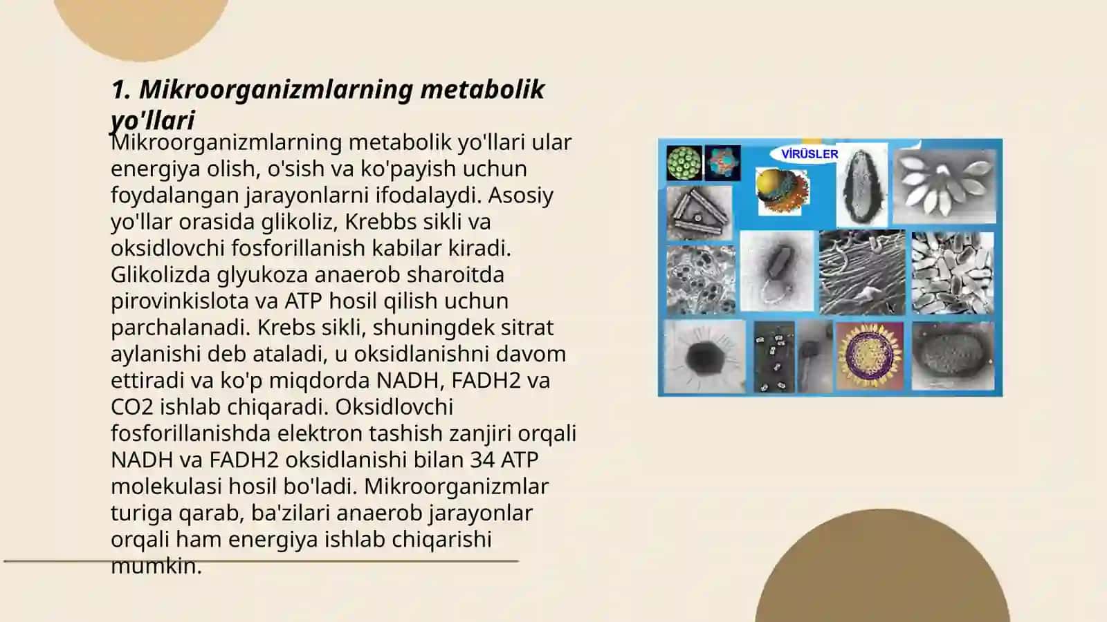 Mikroorganizmlarning metobalizmi 3