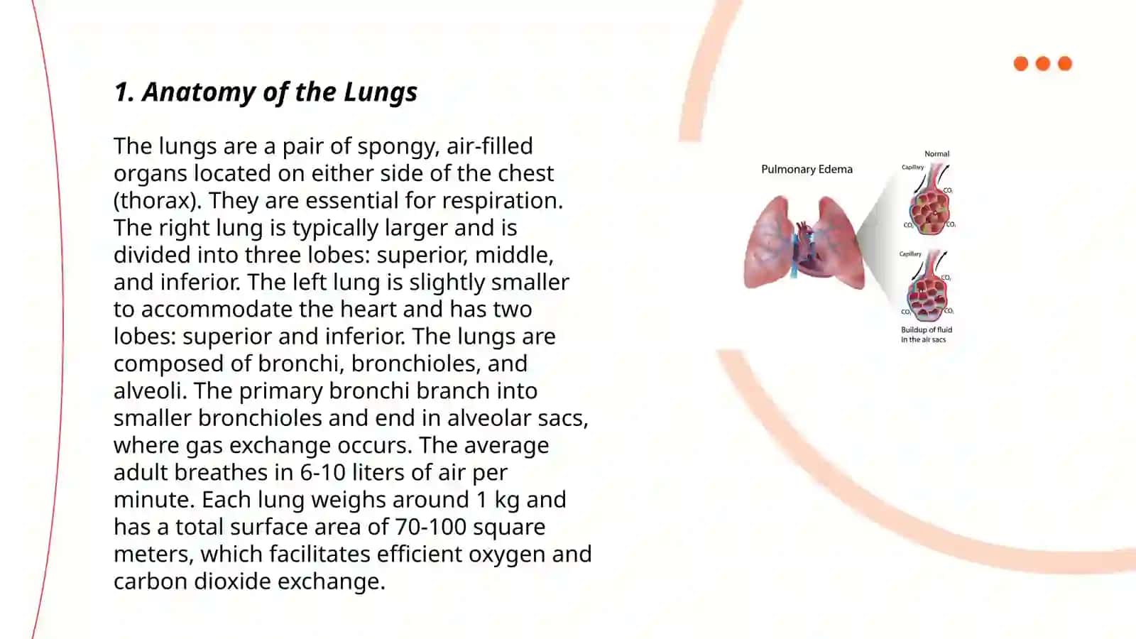 Anatomy of the Lungs 3