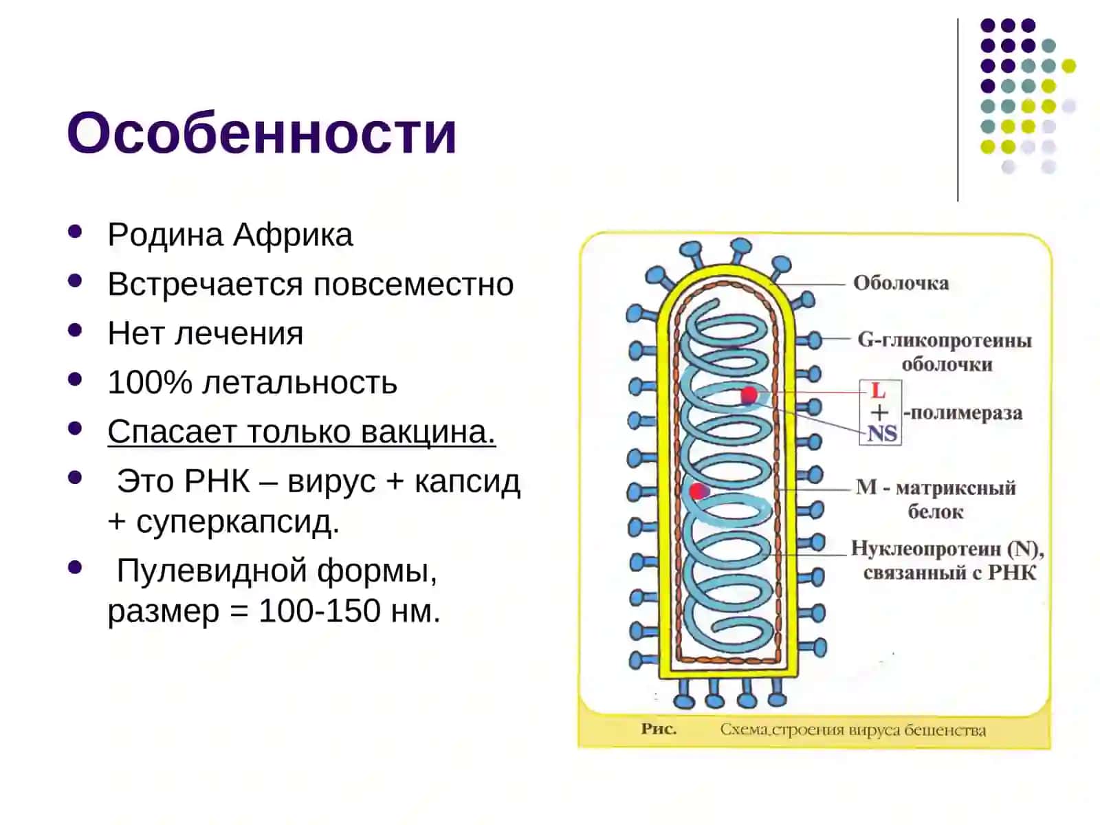 Вирус бешенства 3