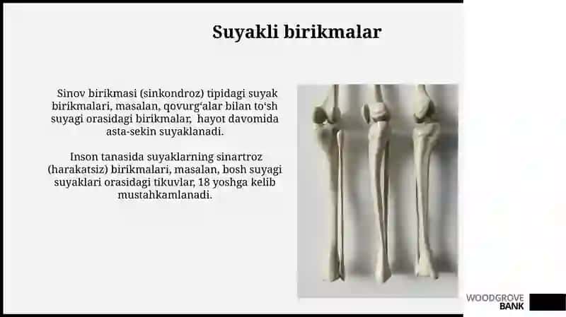 Suyak toʻqimasi 3