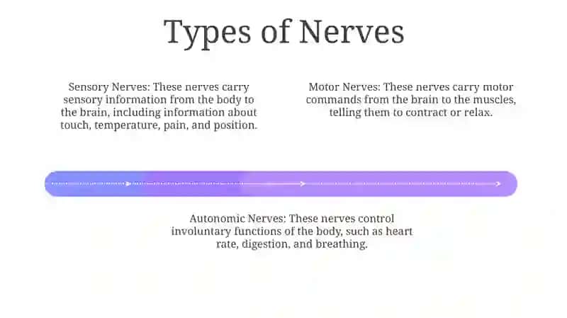 Nerv Structure and Function 3