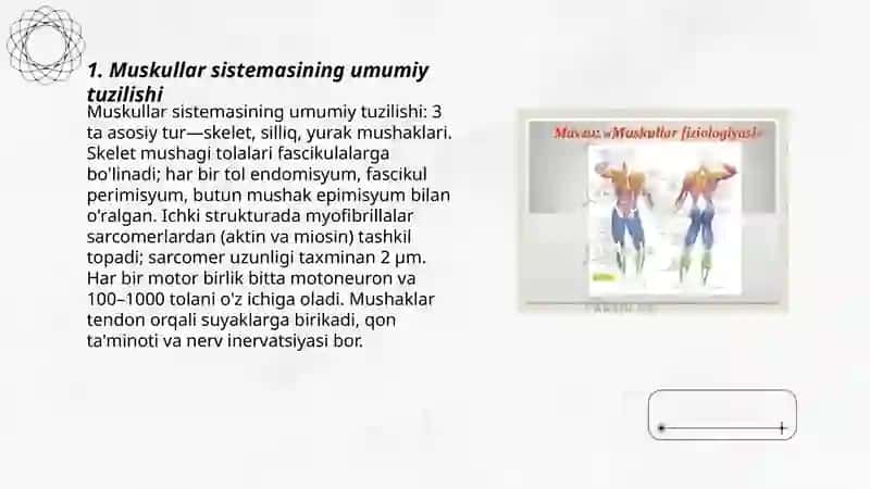 Muskullar sistemasi 3