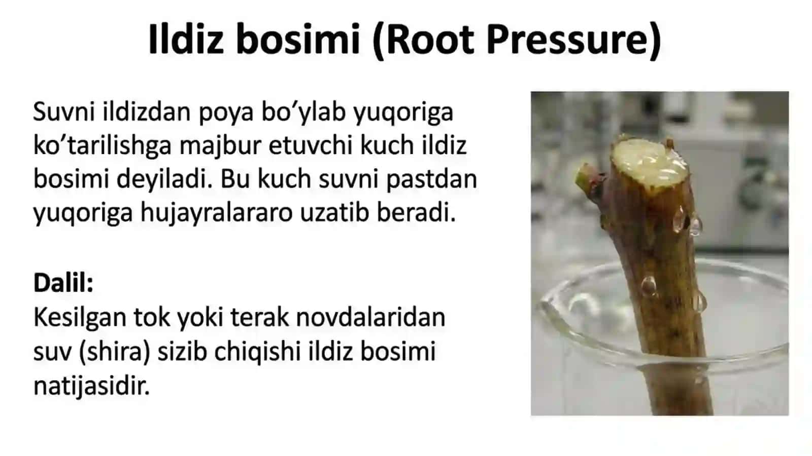 O'simliklarning mineral oziqlanishi va o'g'itlar 3