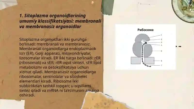 Sitoplazma organoidlarining klassifikatsiyasi 3