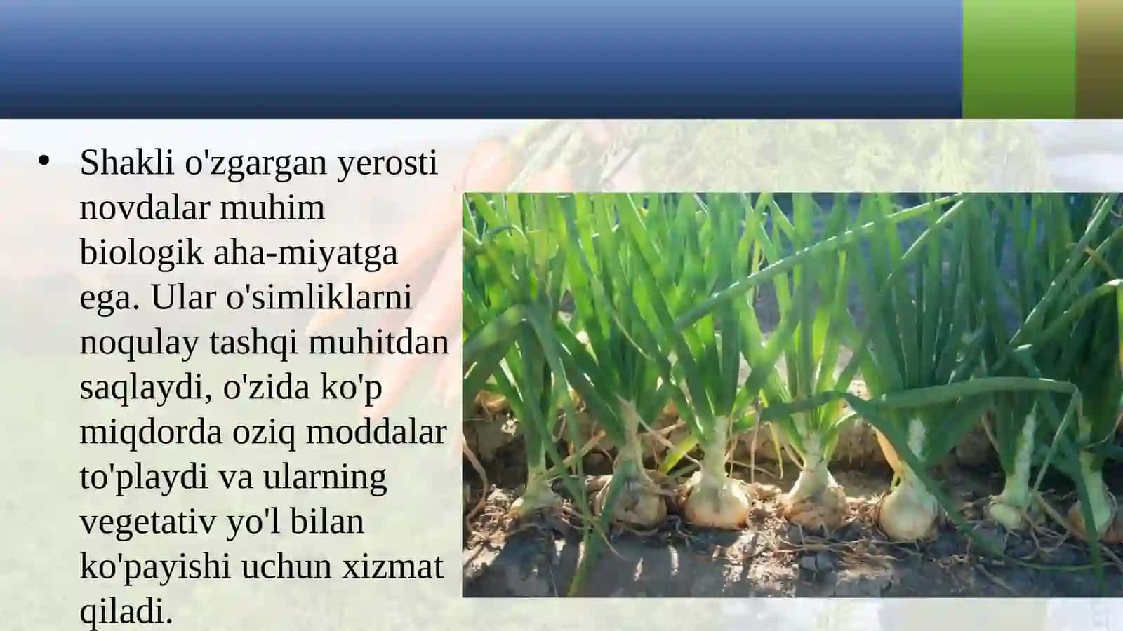6-sinf Botanika Shakli o'zgargan novdalar 3