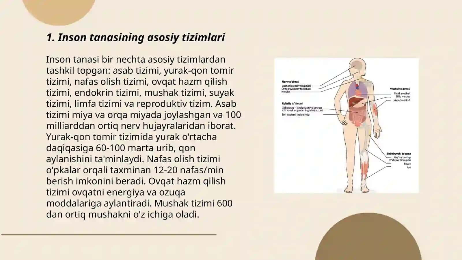 Inson tanasining asosiy tizimlari 3