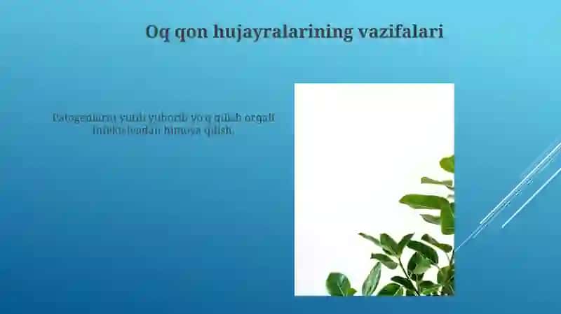 Leykotsit 3