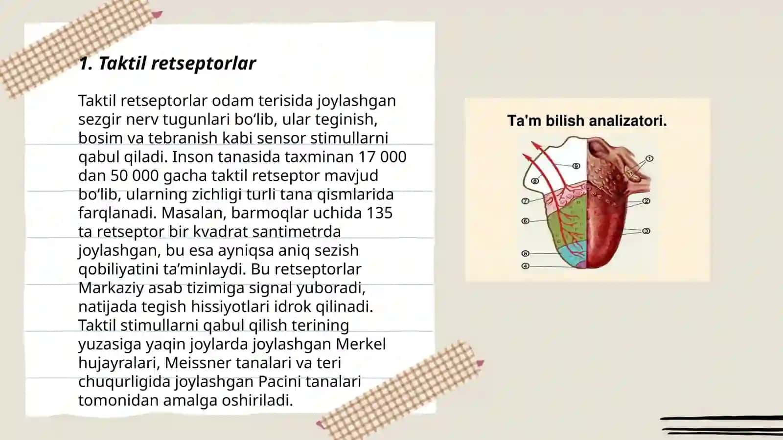 Taktil va harorat retsepsiyasi 3