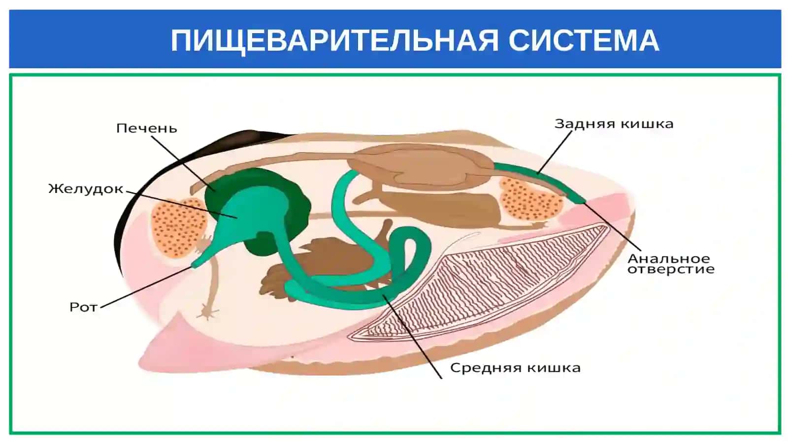 Класс ракообразные 3