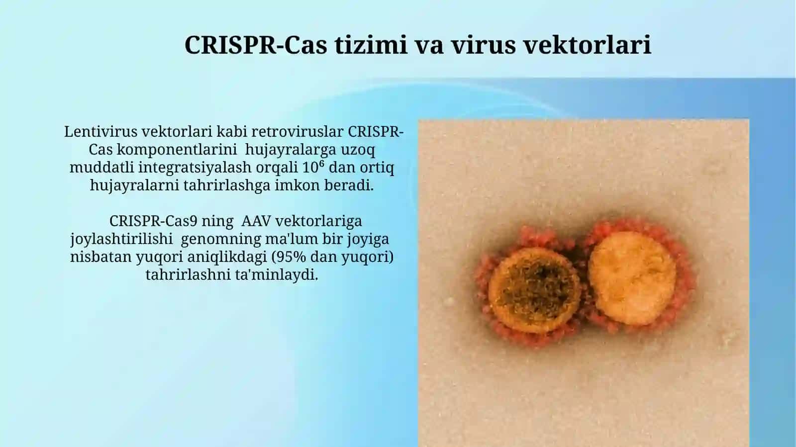 Viruslarni gen muhanfisligida qollanilishi 3