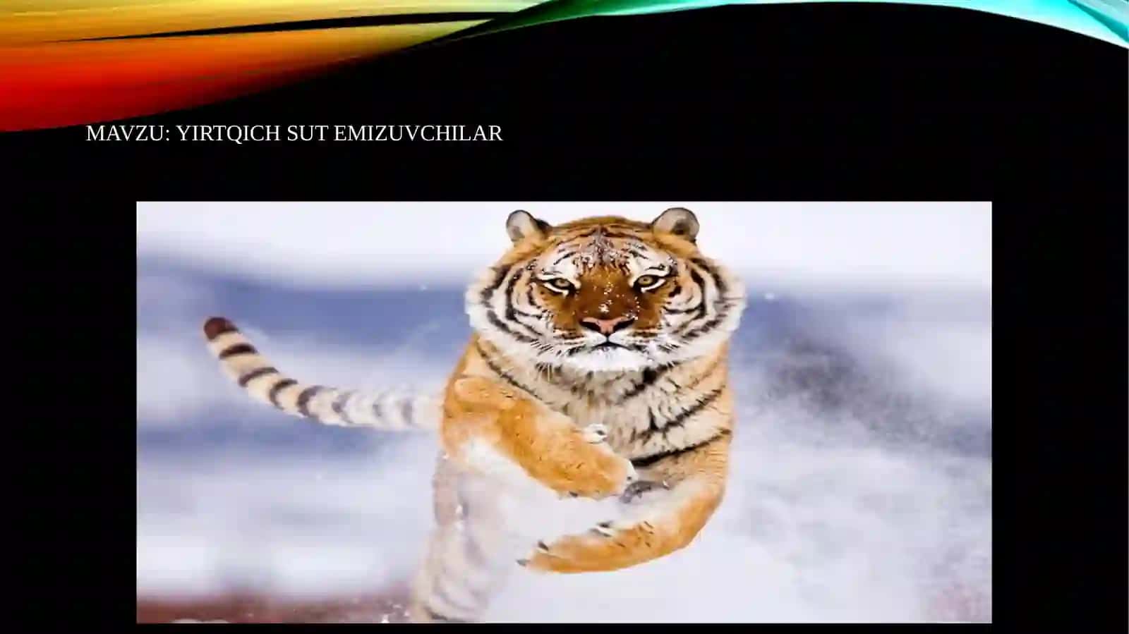 yirtqich sutemizuvchilar 3
