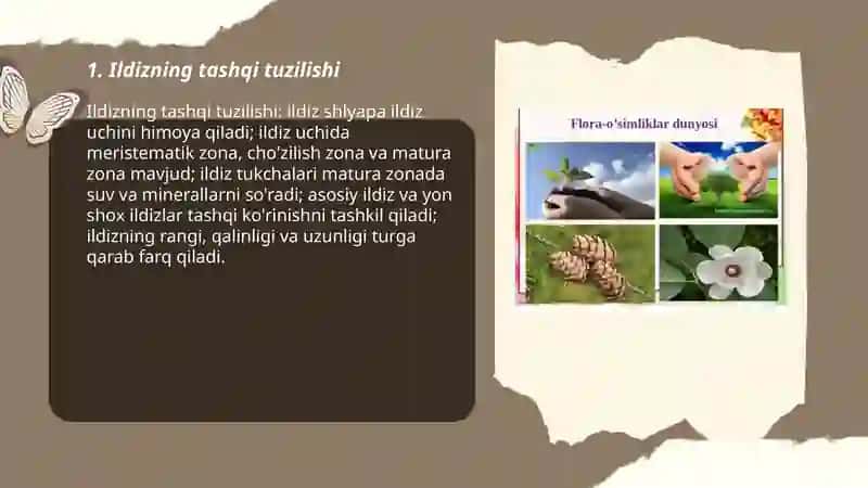 O'simliklarning vegitativ o'rgani 3