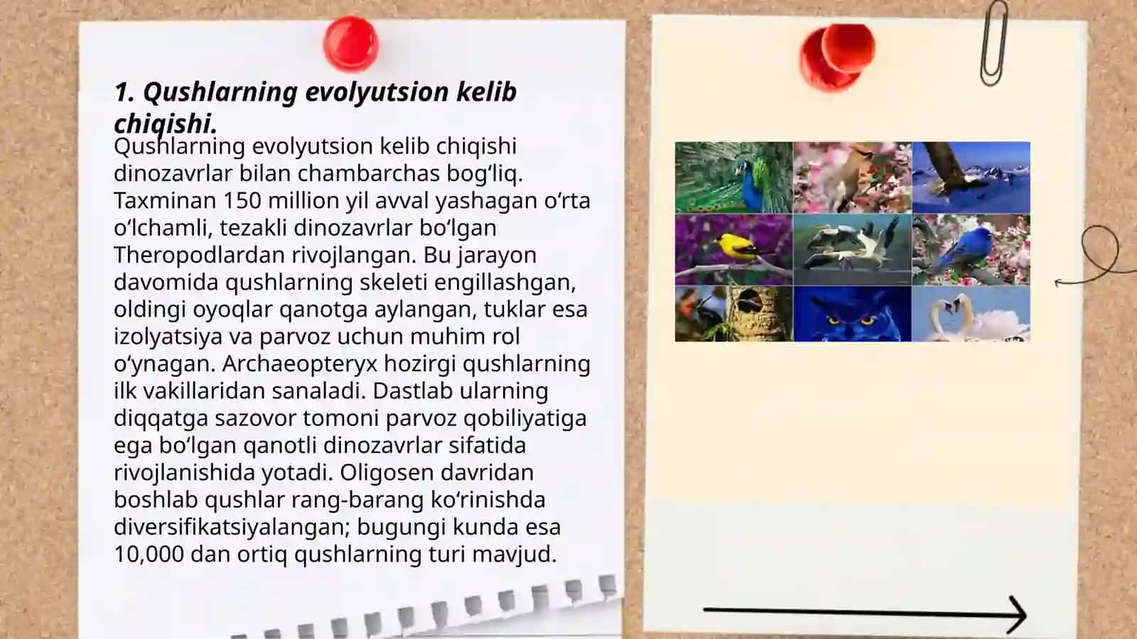 Qushlarning evolyutsion kelib chiqishi 3